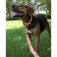 thumbnail image 3 of LAICAIW-Mango Martingale Heavy Duty Nylon Dog Collar-21 Vibrant Color Options (3/4 Inch Width, Small), 3 of 7
