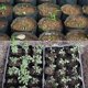 thumbnail image 3 of 500pcs Nursery Pot Plastic Plant Propagation Container Grow Bag Garden Supplies 8cmx8cm, 3 of 5