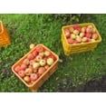 thumbnail image 6 of Blissful Apple Tart Baked in the Orchard by Fujita Kanko Apple Orchard Ibaraki Japan (Whole Size 10cm) - Kurumira Shop, 6 of 6