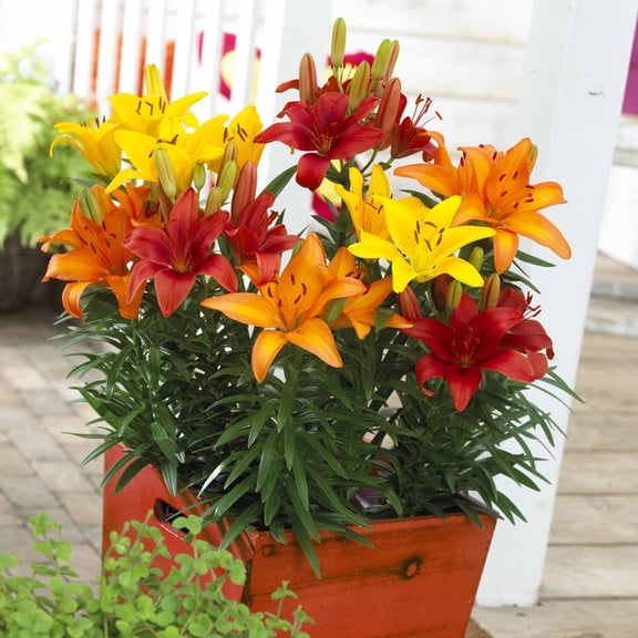 Van Zyverden Lilies Sunset Patio Container Blend Set of 7 Bulbs Multicolor Partial Sun Deer Resistant 1 lb