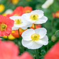 thumbnail image 3 of Eden Brothers Iceland Poppy Seeds - Champagne Bubbles White, 3 of 4