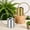 Gold, variant on Plant Watering Can, Stainless Steel Metal - Modern Decorative with Long Spout for Indoor Potted Plants, Bonsai, Garden Flowers