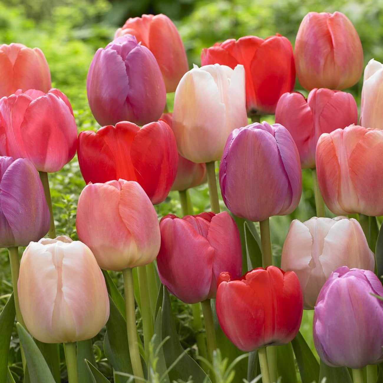 Van Zyverden Tulips Pride Mix Set of 25 Bulbs, Multicolor, Partial Sun, Perennial