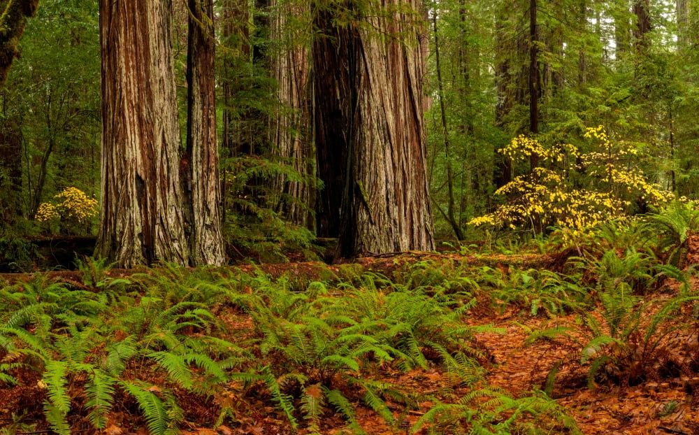 Giant Redwood trees and ferns leaves in a forest Humboldt Redwoods