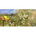thumbnail image 2 of Popcorn 14x9 White Modern Wood Framed Museum Art Print Titled - Wildflowers XXXII, 2 of 4