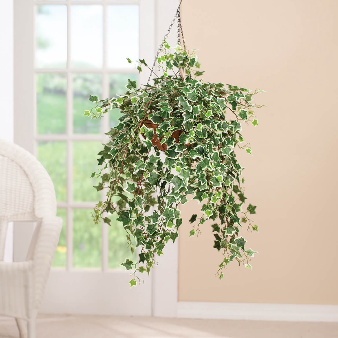 Fully Assembled Ivy Hanging Basket by OakRidge, Holland Variegated