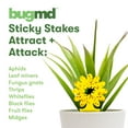 thumbnail image 5 of BugMD Sticky Bug Traps (12 Pack) - Indoor Fruit Fly Killer, Fungus Gnat Killer, Plant Sticky Traps for Bugs, Yellow Sticky Fly Traps for Plants, Gnat for Plants, Odorless, 5 of 7