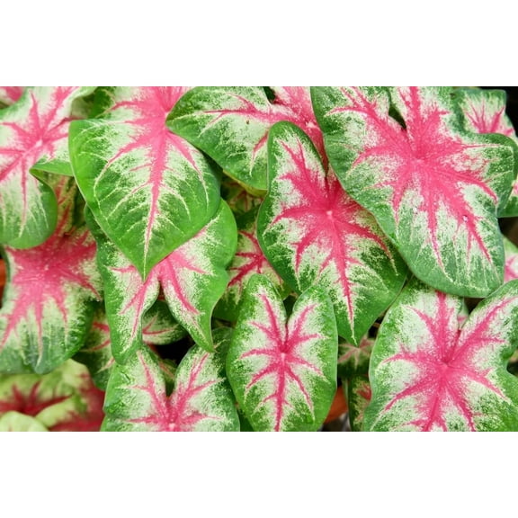 6 Kathleen Caladium Bulbs for Planting - Perennial Hosta, Elephant Ears, Fancy (6 Bulbs)