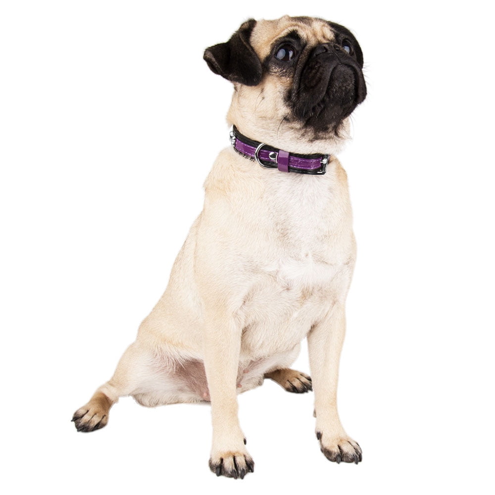 CueCue Pet Bone Fashion Dog Collar, Purple, M (2 Pack)