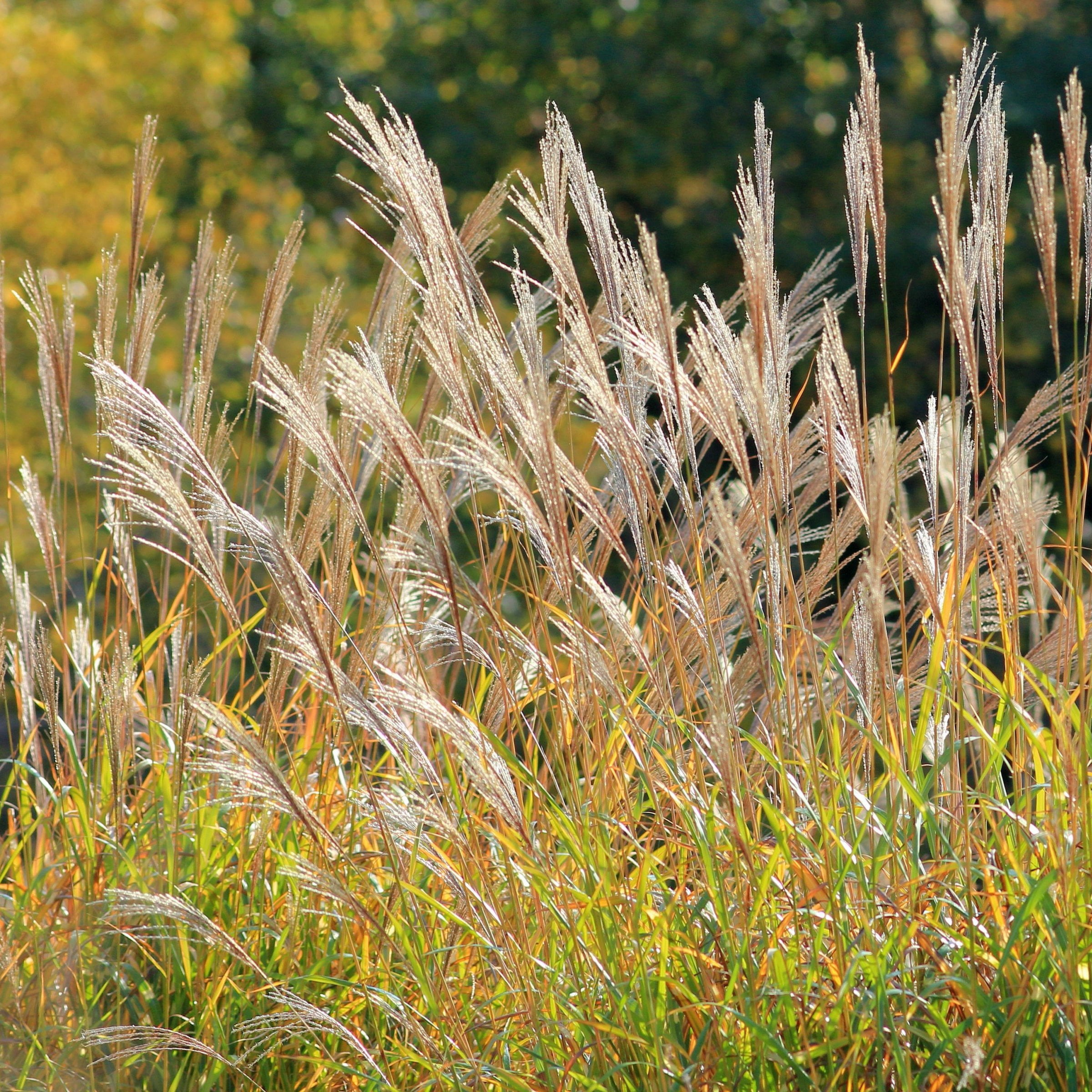 3 gal. Adagio Grass Plant
