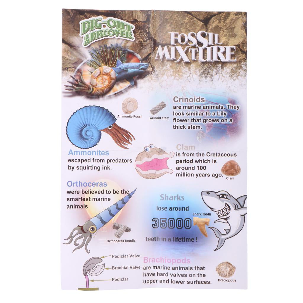 Details about   1 Set Natural Rocks Excavate Discover Gypsum Toys Mineral Collection 