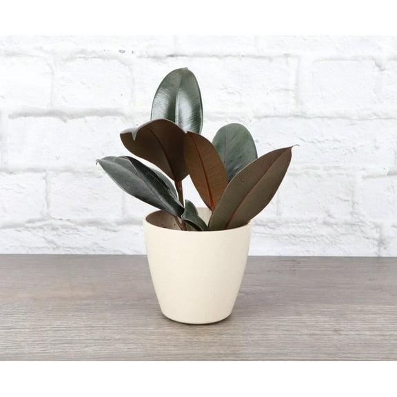 Live Burgundy Rubber Plant - 4" Eco Pot - Natural