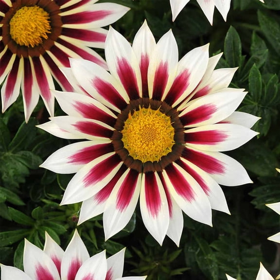 New Day Series Gazania Rose Stripe ~500 Seeds (Coated) – Gazania splendens – Annual – Drought Tolerant – 3–4" Blooms in Mix Colors – Heat-Loving – Fast Growing – Also Known as Treasure Flower
