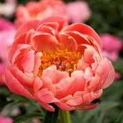 1 Peony 'Coral Charm' - Plant Division, Coral Orange-Pink Fragrant Flowers in Spring Blooming Gardens