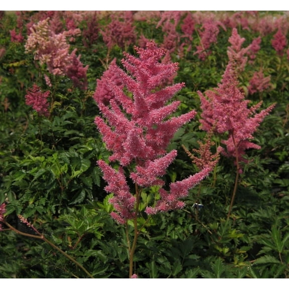 Rheinland Astilbe - 1 Gallon Shade Perennial