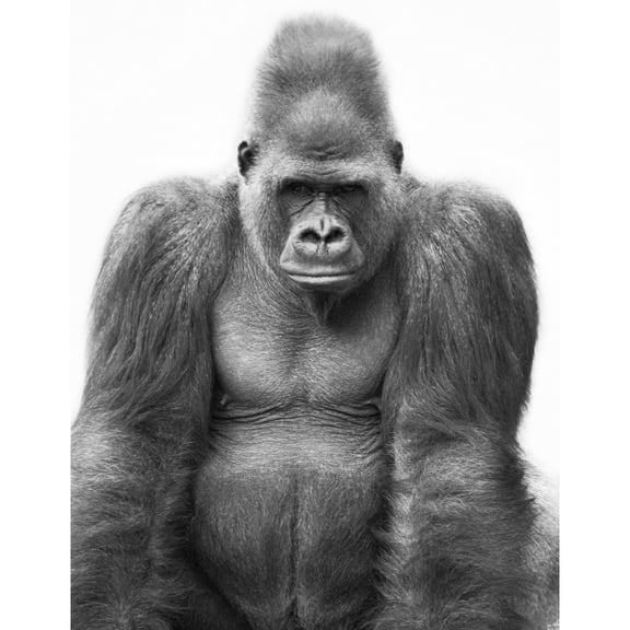 Posterazzi DPI1786957 Gorilla Poster Print by Darren Greenwood, 12 x 15