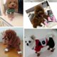 thumbnail image 5 of ZHAOCHENG pares de zapatos cálidos de invierno para perros, calcetines, botas, botas de nieve, perros pequeños, medianos y grandes, botas antideslizantes para nieve y lluvia, correa de 3 tamaños, 5 of 5