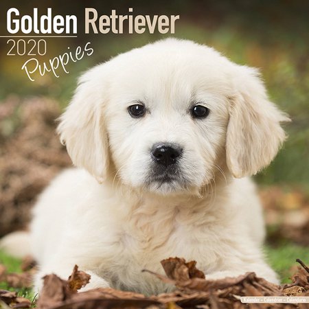 Golden Retriever Puppies Calendar 2020 Golden Retriever Puppies
