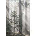thumbnail image 2 of Jaynes Gallery 17x24 Gold Ornate Wood Framed with Double Matting Museum Art Print Titled - Washington State-Seabeck God rays and fog in forest, 2 of 4