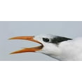 thumbnail image 2 of Morris, Arthur 32x18 Gold Ornate Wood Framed with Double Matting Museum Art Print Titled - FL, Captiva Royal tern head showing tongue, 2 of 4