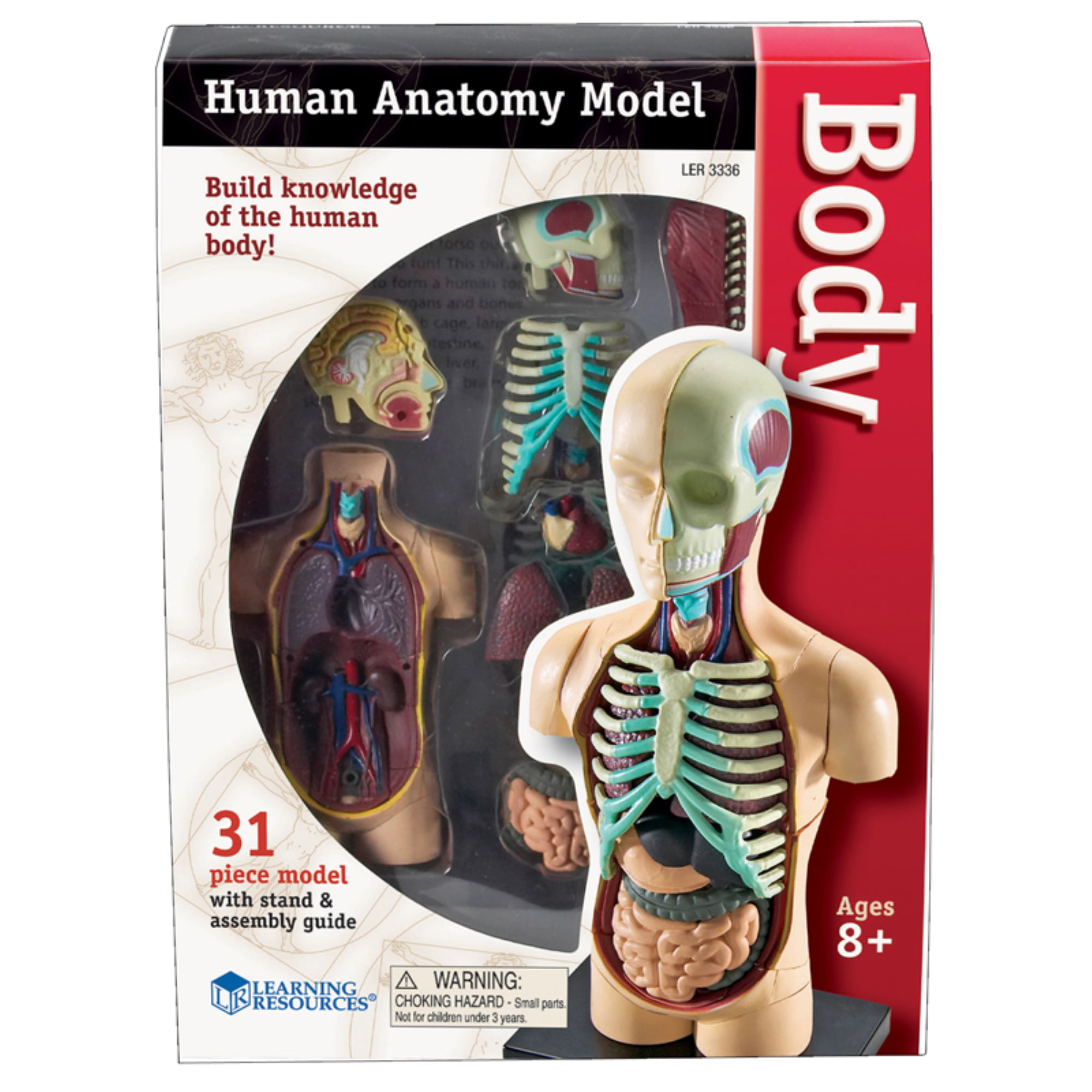Body Anatomy Model Human Torso Body Model Anatomy Anatomical Medical Internal Organs for Teaching Kids Anatomy Education Toy 
