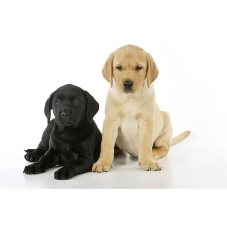 Labrador Puppies 8 Weeks Old Print Wall Art Walmartcom