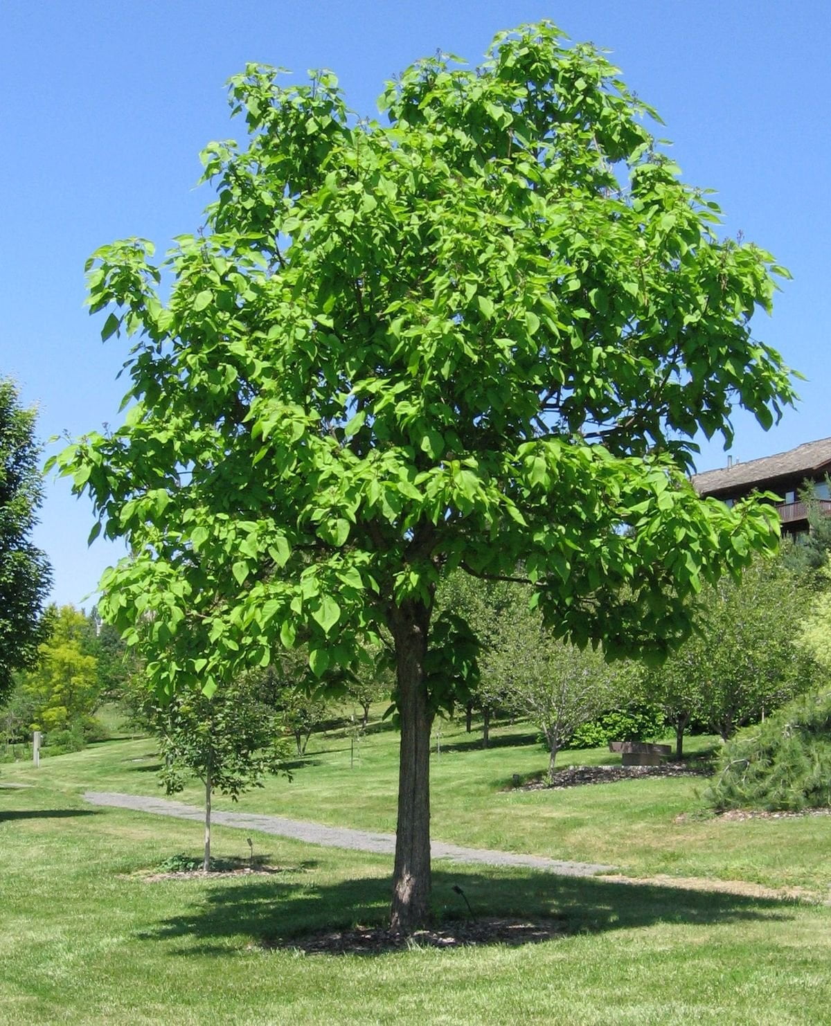 Catalpa (speciosa - North catalapa) Nice Garden Tree by Seed Kingdom (1 Oz Seeds)