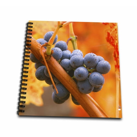 Napa Valley Vineyards Cabernet - 3dRose California, Napa Valley, dew on cabernet grapes in autumn vineyard - Memory Book, 12 by 12-inch