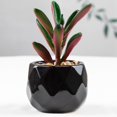 thumbnail image 2 of Artificial Succulent Plant Mini - Plastic Greenery Decoration Faux Potted Plant, 2 of 5