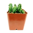 thumbnail image 2 of Orbea Variegata Succulent (4"+ Plastic Pot) - Stapelia Variegata Plant - Starfish Cactus - Rare Succulent for Decoration - Live, Easy to Care Succulent for Beginners, 2 of 3