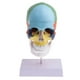thumbnail image 2 of Modelo de Cabeza Humana Cráneo Sunnimix con Base Colorido, 2 of 6