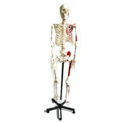 Human Skeleton Model, Full Size - Half Painted Muscles - Rod Mounted - Incredible Detail for Anatomical Study - Eisco Labs