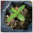 thumbnail image 4 of Everwilde Farms - 200 Common Milkweed Native Wildflower Seeds - Gold Vault Jumbo Bulk Seed Packet, 4 of 5