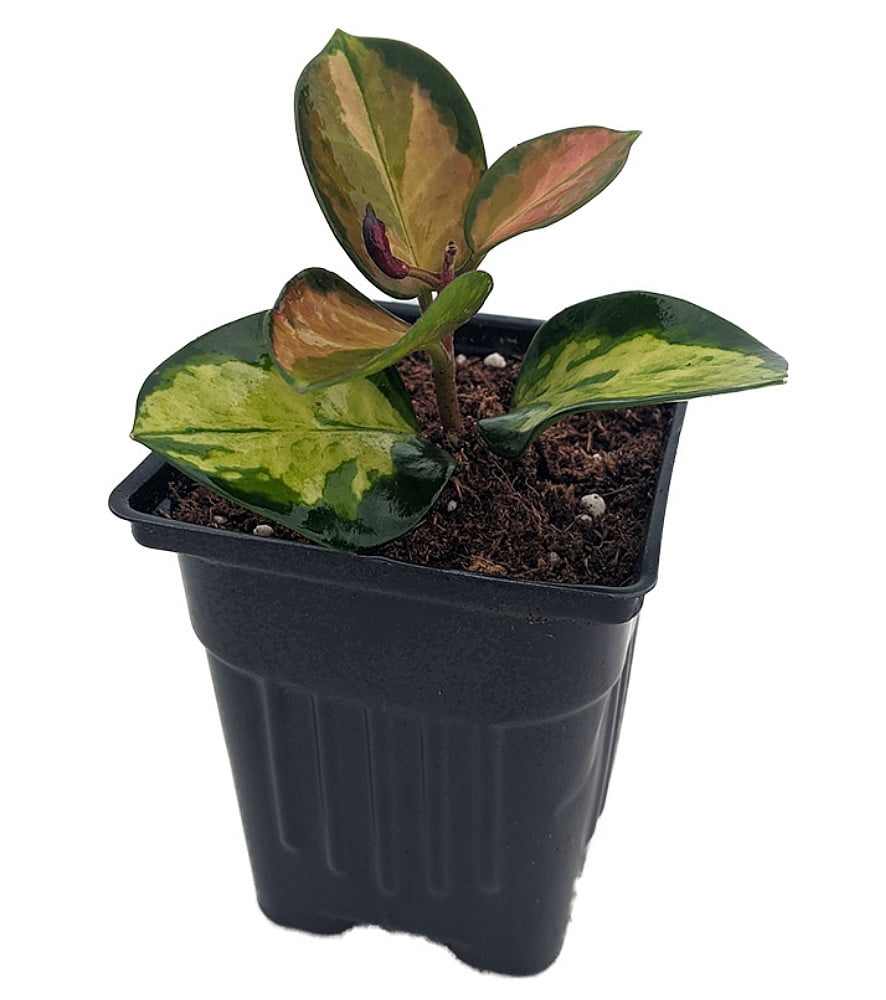 Extremly Rare Lisa Wax Plant Hoya Australis Lisa 4 Pot Collector S Series Walmart Com Walmart Com