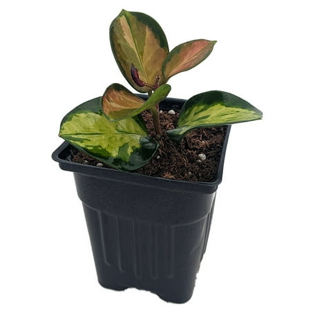 Extremely Rare Lisa Wax Plant - Hoya australis 'Lisa' -4" Pot-Collector's Series