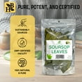 thumbnail image 4 of Soursop Leaves | Graviola Fruit Leaves | 50 Grams | Herb To Body | Approximately 80 leaves, 4 of 7