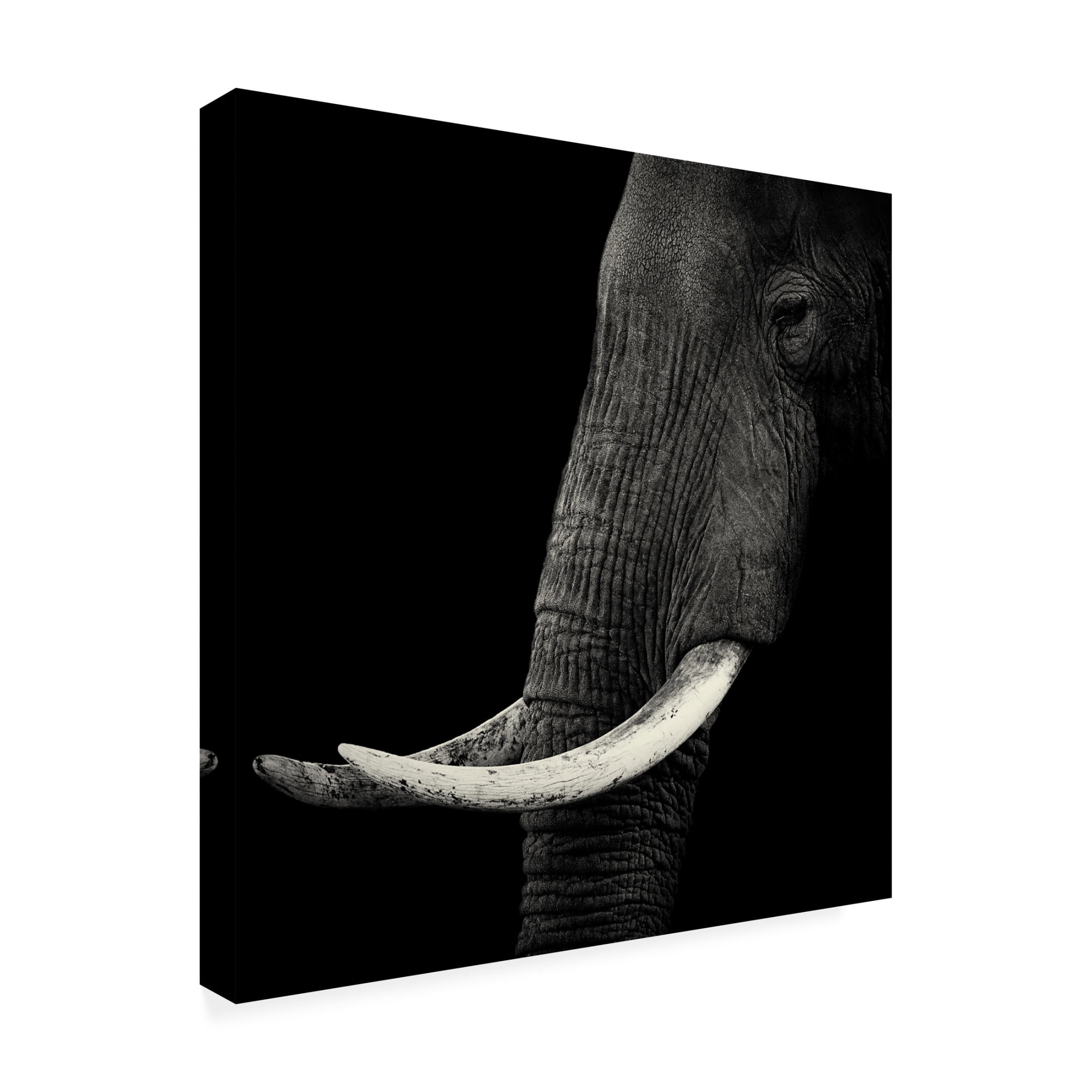 Canvas Wall Art - Hannes Bertsch 'Elephant Profile' Wall Art for Living Room, Bedroom, or Office D?cor by Trademark Fine Art - 24 x 24 Inches