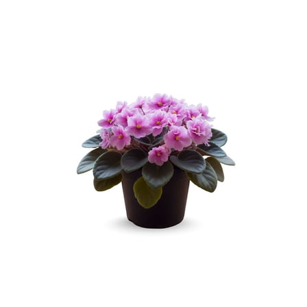 Light Pink African Violet Plants, Pink Flowering Indoor Plants 4 Inches Tall, African Violet for Patio