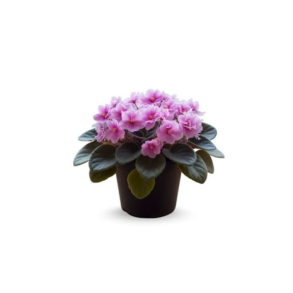 Light Pink African Violet Plants, Pink Flowering Indoor Plants 4 Inches Tall, African Violet for Patio