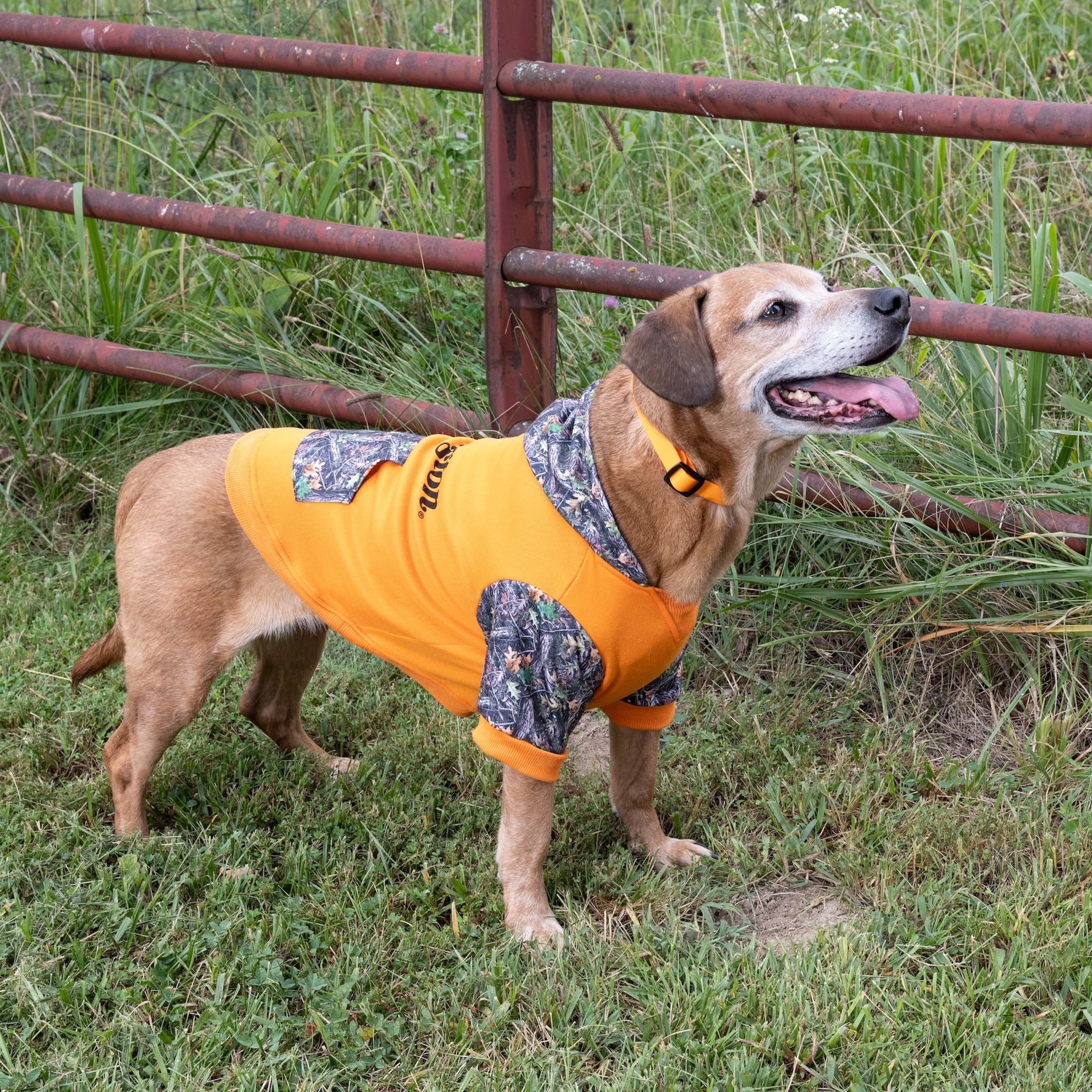 Remington Coated Dog Collar, Orange, Size XS