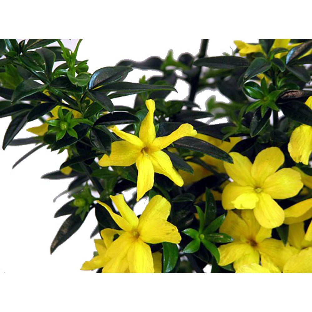 Golden Primrose Jasmine Jasminum mesneyi Stunning Yellow Blooms 4