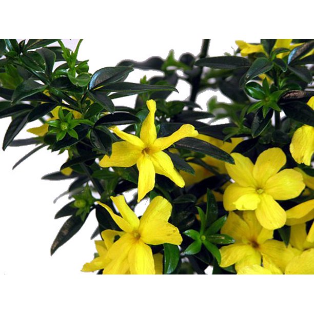 Golden Primrose Jasmine Jasminum mesneyi Stunning Yellow Blooms 4