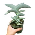 thumbnail image 3 of Crassula Falcata Propeller Succulent Plant (4 inch), 3 of 4
