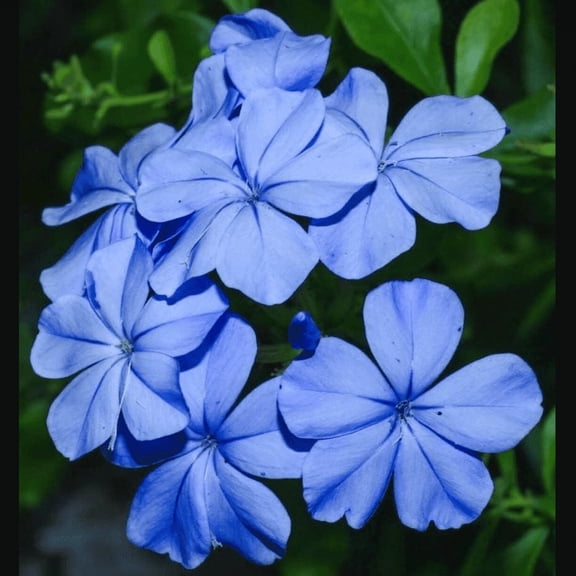 Set of 2 Imperial Blue Plumbago Auriculata Live Plants 4–6 Inches Tall, Blue Flowering Shrub for Garden, Patio, and Containers