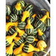 thumbnail image 5 of TomorrowSeeds - Bicolor Pear Ornamental Gourd Seeds - 60+ Count - For 2026 Planting Yellow Green, 5 of 9