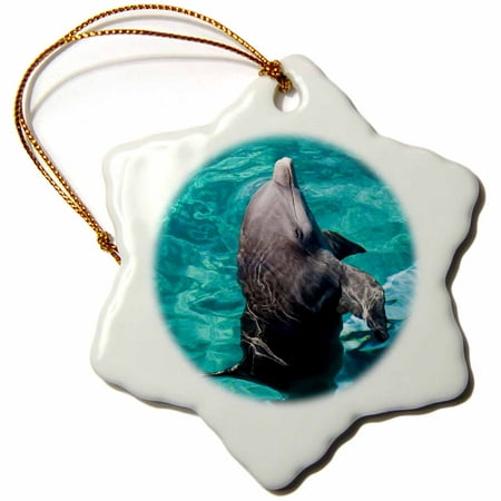 3dRose Mexico, Cozumel. Dolphin at Chankanaab Park - SA13 MDE0078 - Michael DeFreitas - Snowflake Ornament, (Best Dolphin Swim In Cozumel)