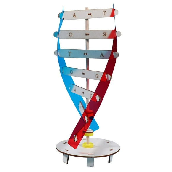 DIY DNA Model for Teaching Kids Multi Colored Wood Science Plaything Enhances Learning 1 Set