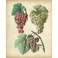 thumbnail image 2 of Calwer 12x14 Black Ornate Wood Framed with Double Matting Museum Art Print Titled - Calwer Grapes II, 2 of 4