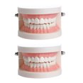 thumbnail image 1 of SNNROO 1 Pce Modèle de Dents en Plastique Enseignement Étude Démonstration Éducation Buccale Modèle de Dents, 1 of 6