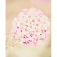 thumbnail image 2 of Pink Flower Ball Poster Print by  Davis Ashley (10 x 12), 2 of 2